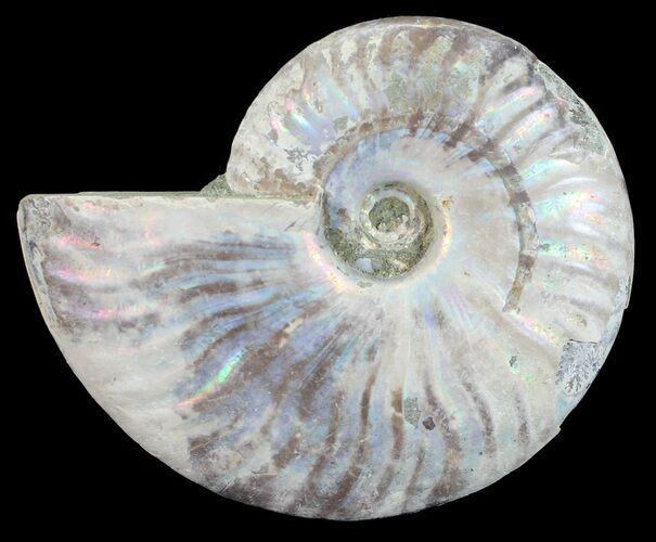 Silver Iridescent Ammonite - Madagascar #54889